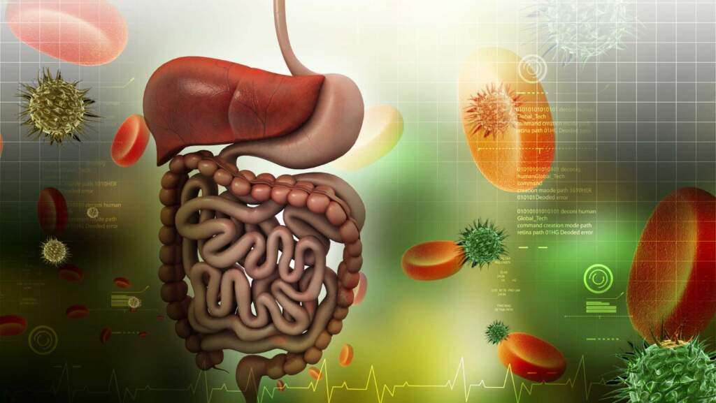 Probiotic For Digestive Health