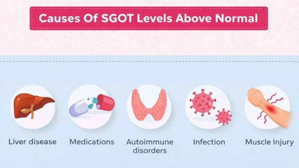 Normal Level of SGOT (AST): Ranges, Meaning & When to Worry 2 Causes Of SGOT Levels Above Normal