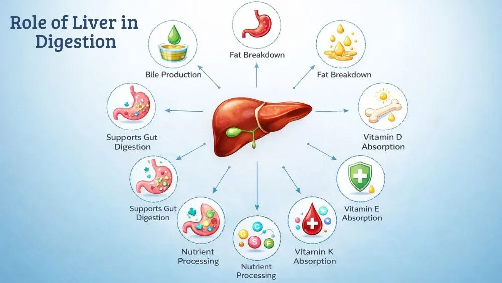Role of Liver in Digestion