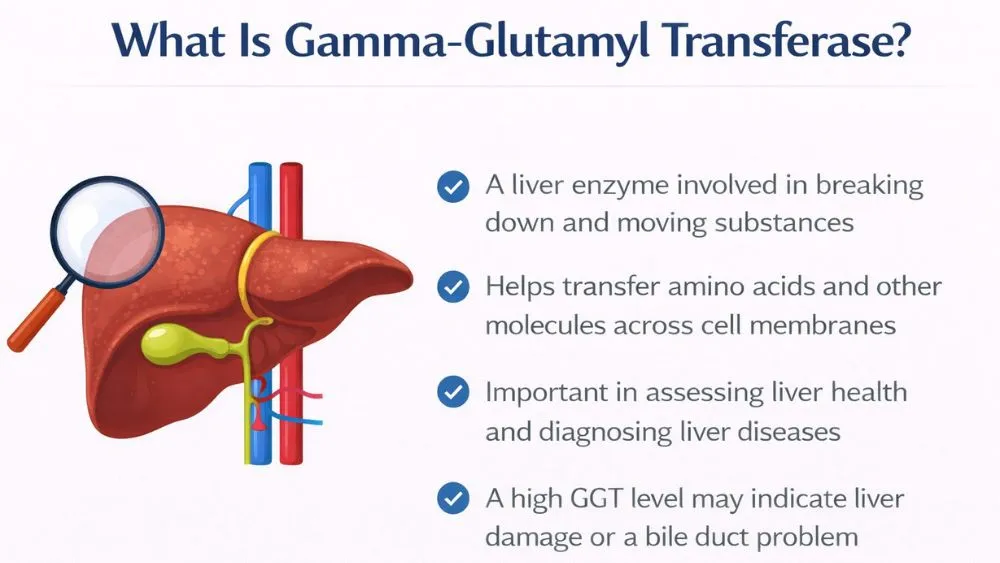 What Is Gamma-Glutamyl Transferase