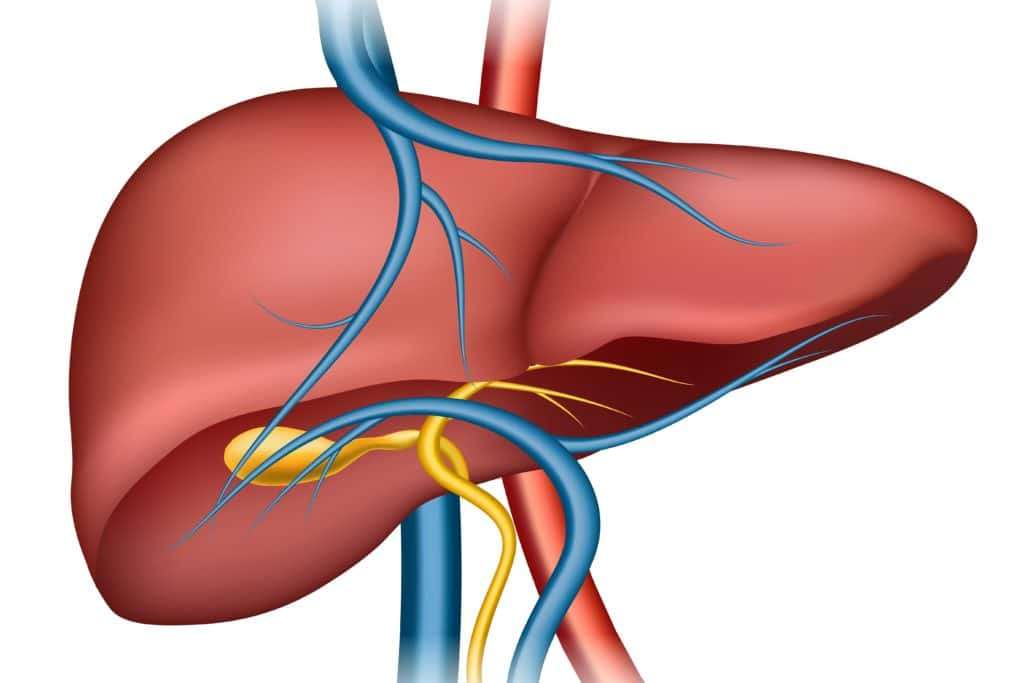 Gall Bladder Disease And Its Anatomy Gallbladder Anatomy