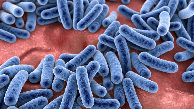 The Great and Powerful Microbiome 12