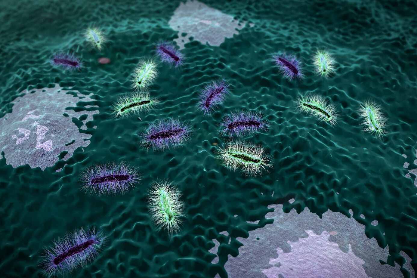 management of helicobacter pylori infectiona