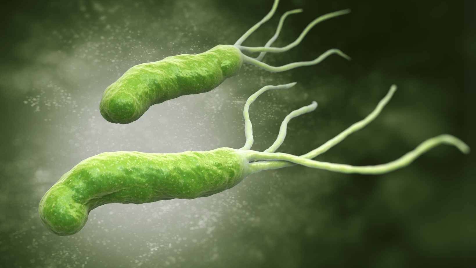 helicobacter pylori infection natural treatment