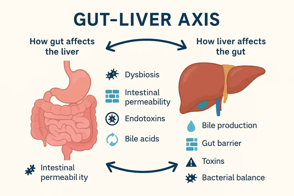 liver and gut health