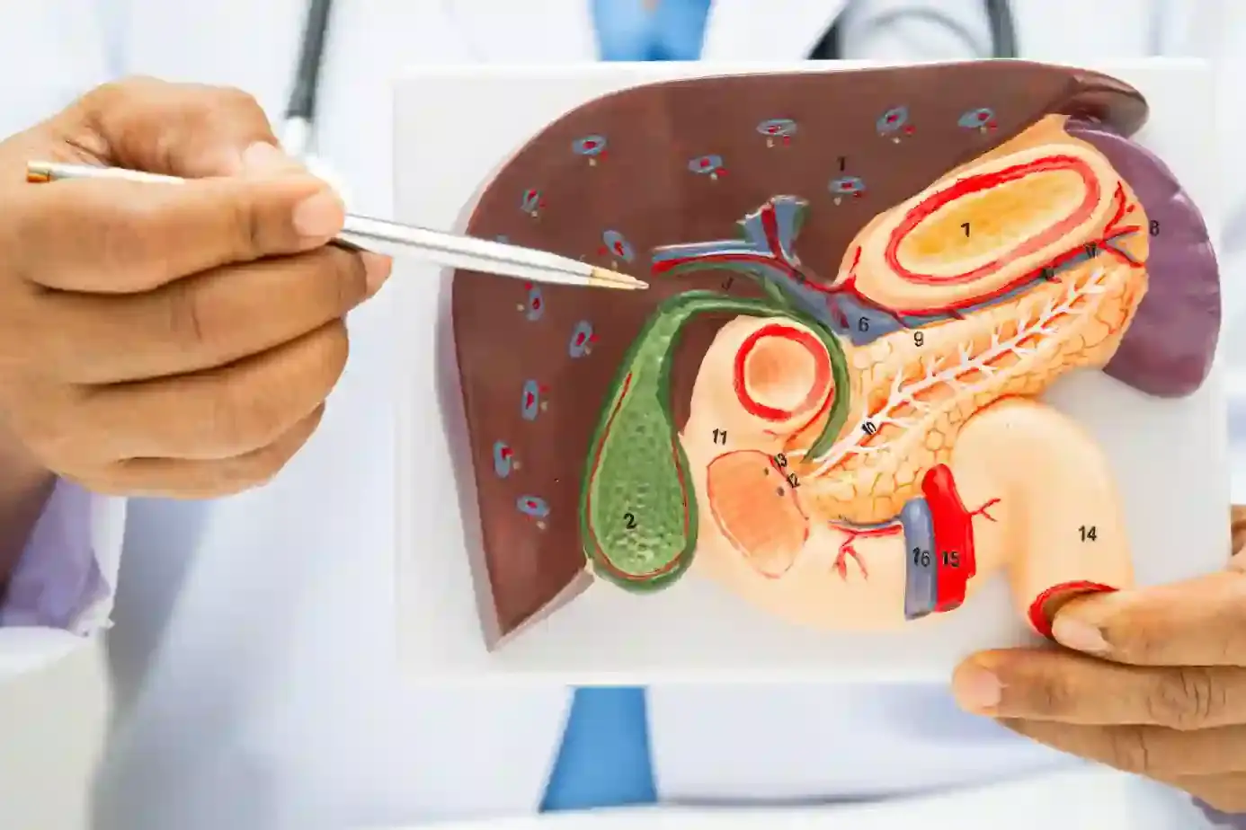 Can You Live Without a Gallbladder? Effects, Recovery & Long-Term Health 2 can you live without a gallbladder