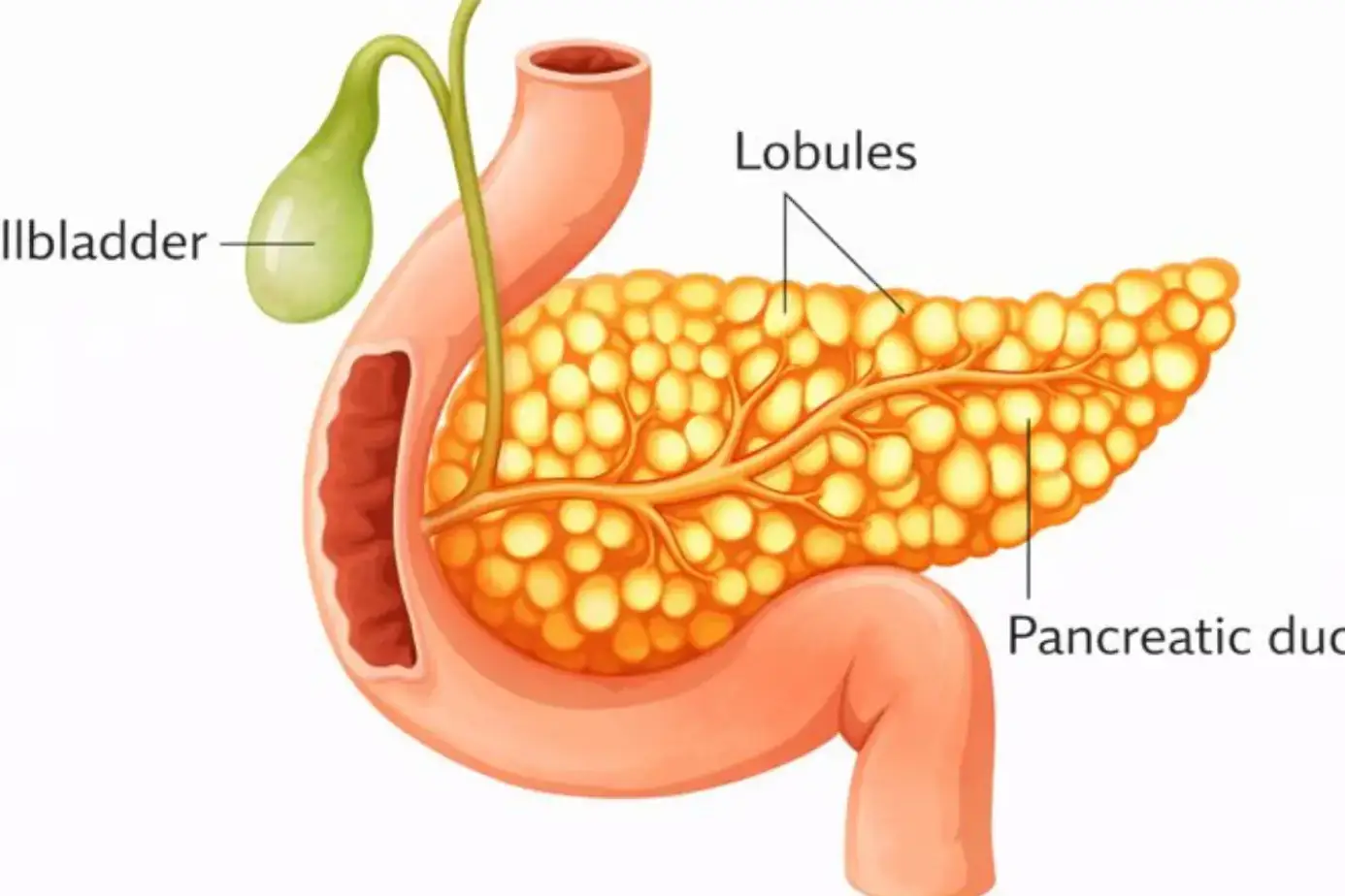 Role of the Pancreas in Digestion
