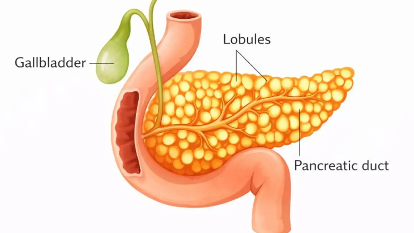 Role of the Pancreas in Digestion