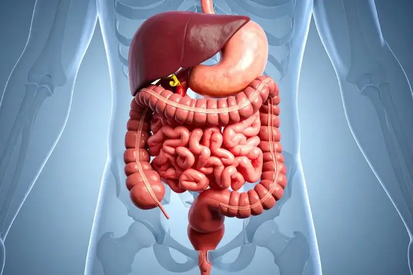 what does the liver do