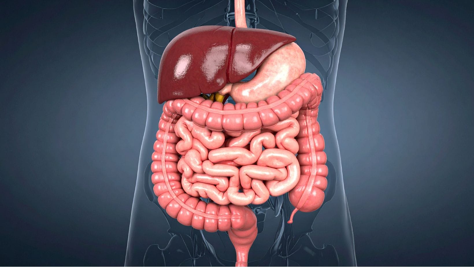 Detox Trends & Gut Health